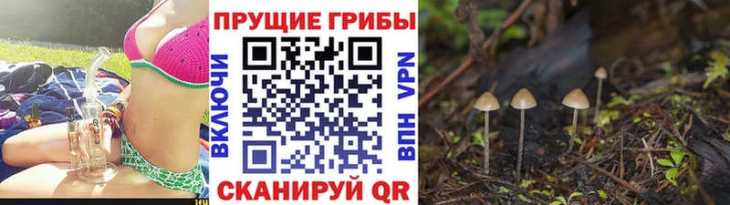купить наркотик Корсаков Галлюциногенные грибы Magic Shrooms
